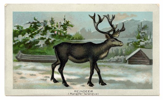 reindeer-graphicsfairy010b